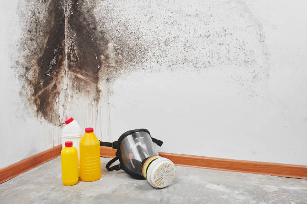 Best Mold Removal Near Me  in Shell Lake, WI