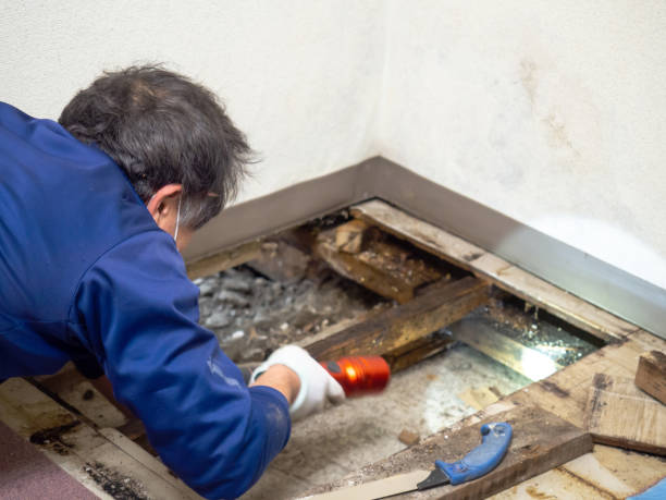 Best Same-Day Mold Removal  in Shell Lake, WI