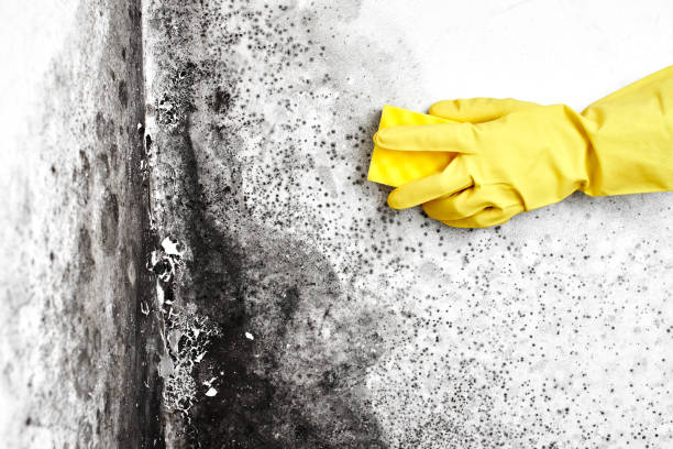 Best Mold Removal Near Me  in Shell Lake, WI