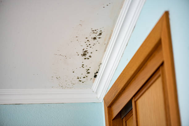 Best Home Mold Removal  in Shell Lake, WI