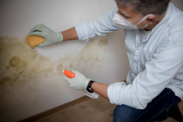 Best Residential Mold Removal  in Shell Lake, WI
