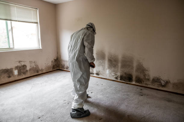Trusted Shell Lake, WI Mold Removal Experts