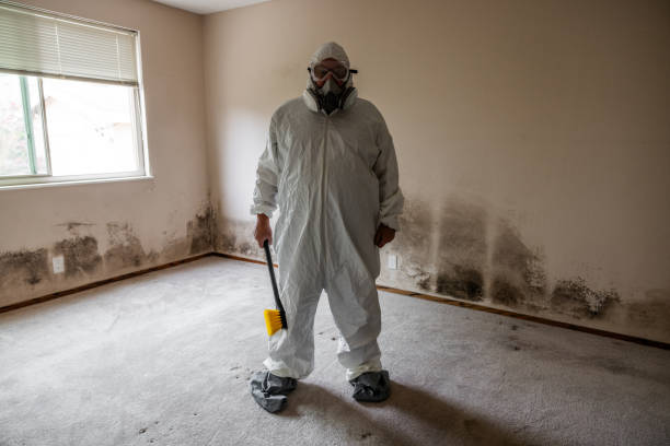 Best Mold Removal Company Near Me  in Shell Lake, WI
