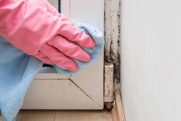 Best Certified Mold Removal  in Shell Lake, WI